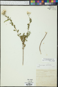 Sericocarpus tortifolius image