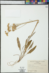 Packera tomentosa image