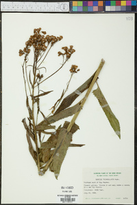 Senecio triangularis image