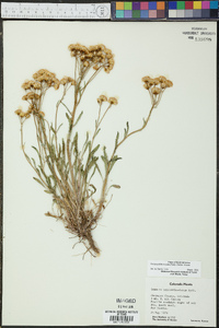 Packera tridenticulata image