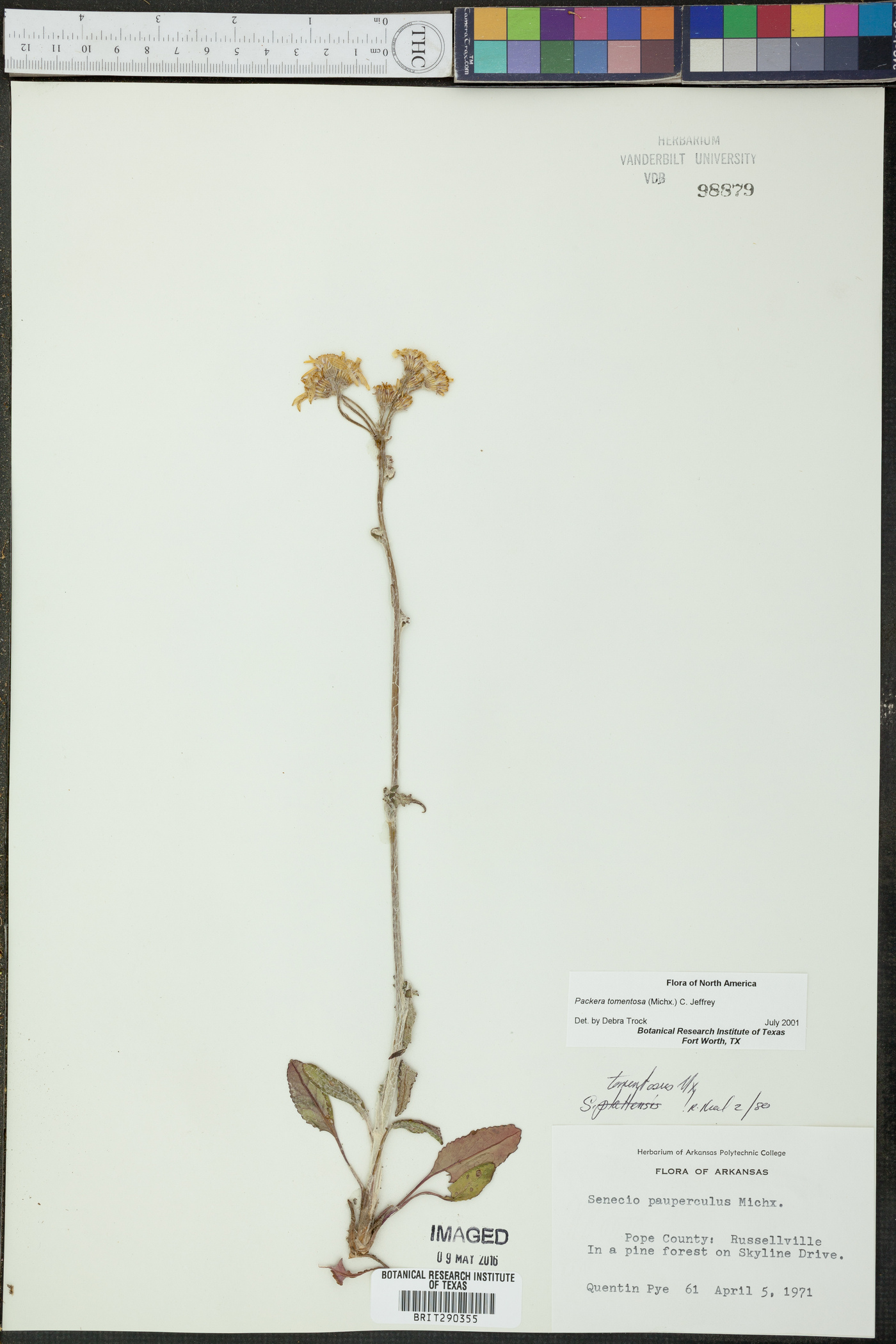 Packera tomentosa image