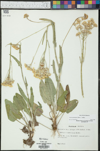 Packera tomentosa image