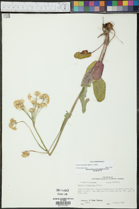 Packera tomentosa image