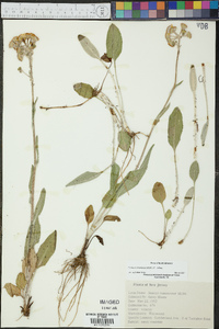 Packera tomentosa image