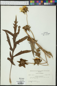 Silphium laciniatum image