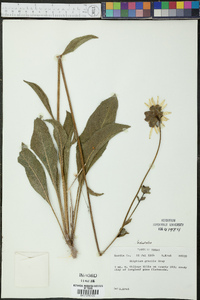 Silphium gracile image