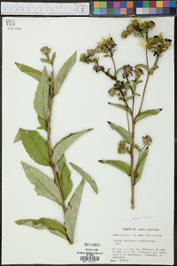 Silphium asteriscus var. trifoliatum image