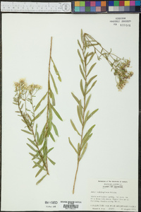 Aster solidagineus image