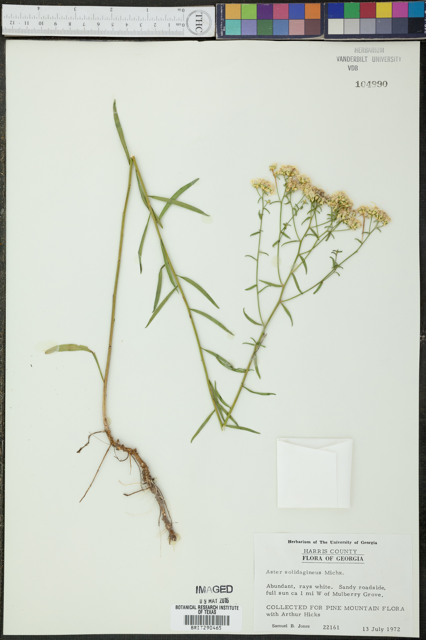 Aster solidagineus image
