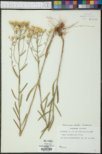 Sericocarpus linifolius image