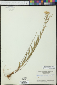 Sericocarpus linifolius image