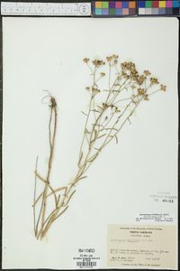 Sericocarpus linifolius image