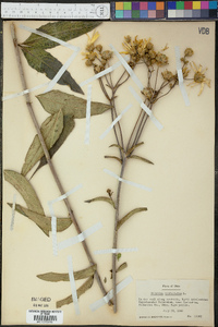 Silphium asteriscus var. trifoliatum image