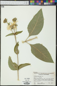 Silphium speciosum image