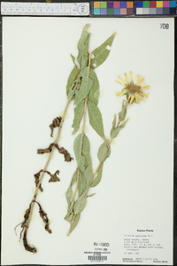 Silphium speciosum image
