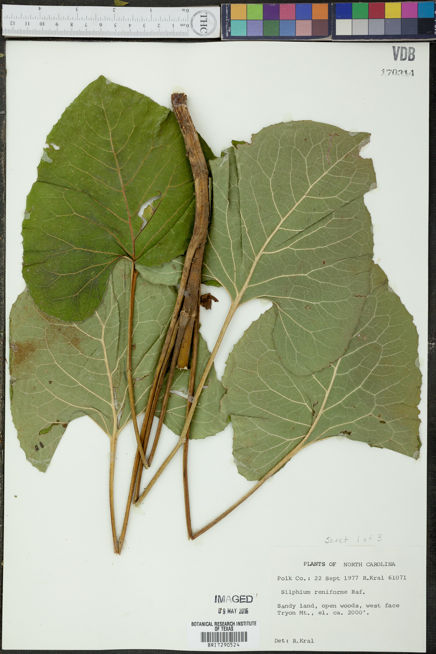 Silphium reniforme image