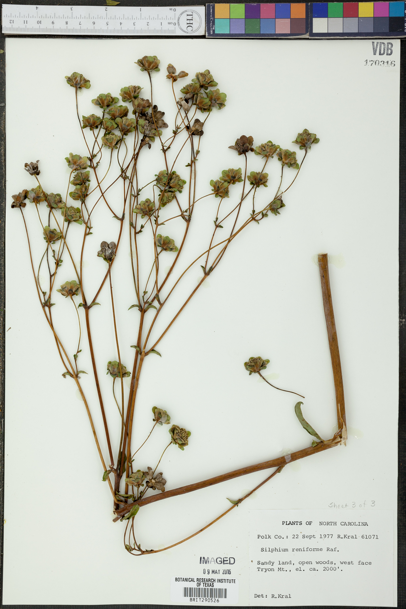 Silphium reniforme image