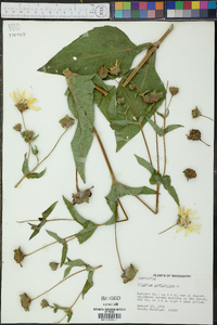 Silphium perfoliatum image