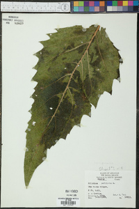 Silphium perfoliatum image