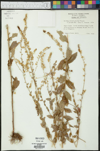 Solidago brachyphylla image
