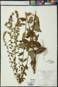 Solidago arguta subsp. boottii image