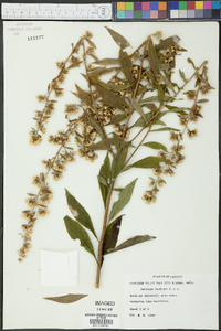 Solidago buckleyi image