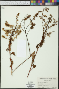 Solidago bicolor image