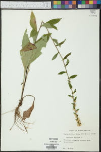 Solidago bicolor image