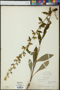 Solidago bicolor image