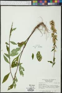 Solidago bicolor image