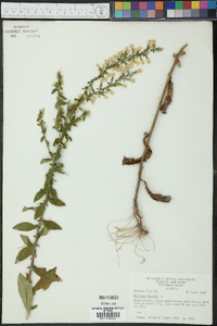 Solidago bicolor image