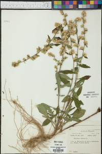 Solidago bicolor image