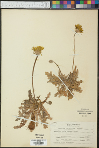 Pyrrhopappus grandiflorus image