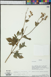 Simsia fruticulosa image