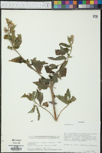 Simsia fruticulosa image