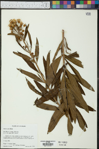 Senecio serra image