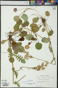 Packera obovata image