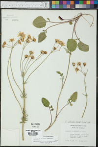 Packera obovata image