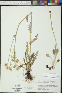 Packera obovata image