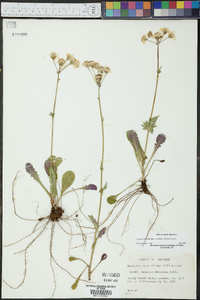 Packera obovata image