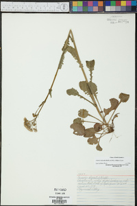 Packera obovata image