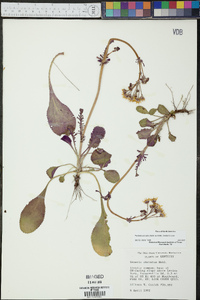 Packera obovata image