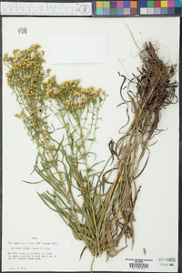 Solidago nitida image