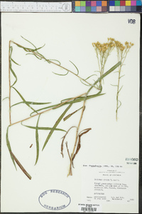 Solidago nitida image