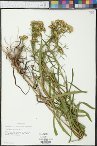 Solidago nitida image