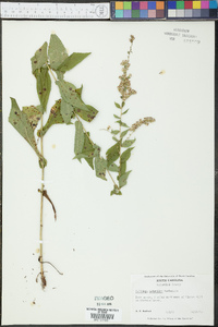 Solidago auriculata image