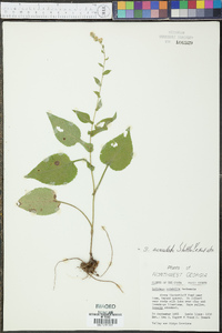 Solidago auriculata image