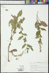 Solidago auriculata image