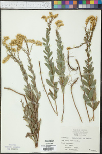 Solidago radula image