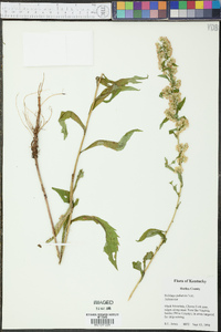 Solidago puberula image